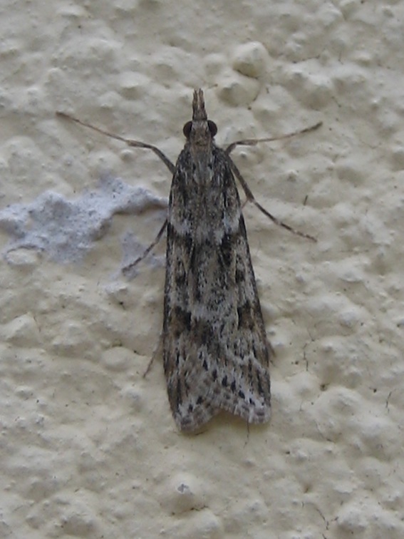 variabilit Eudonia angustea